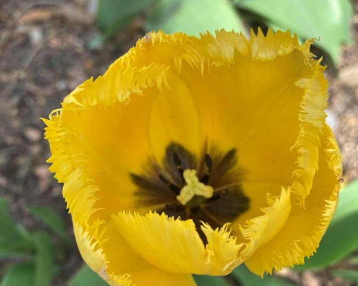 image from Mission Fleurs