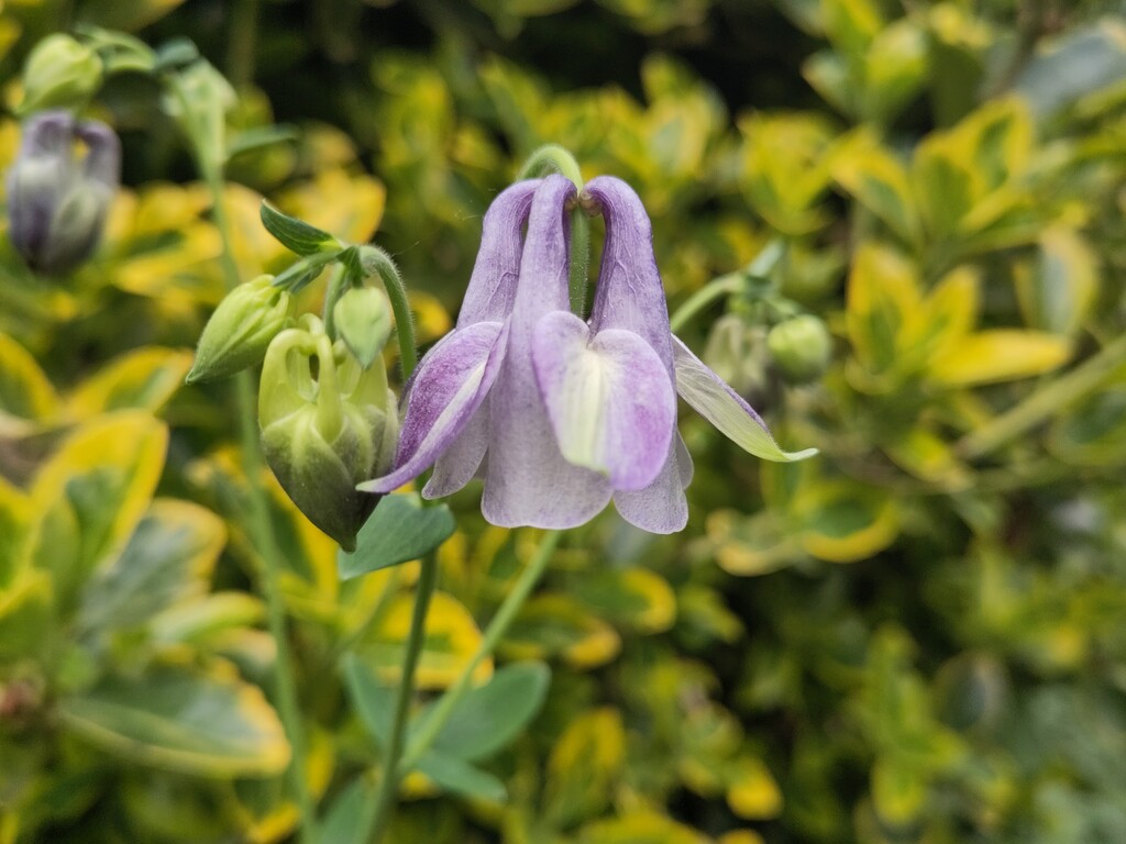 Aquilegia vulgaris